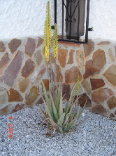 aloevera