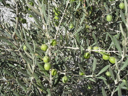 olives