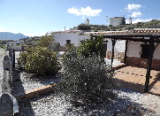 olivetree