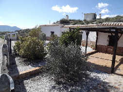 olivetree1